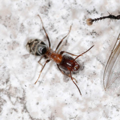 Liometopum microcephalum