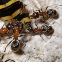 Liometopum microcephalum