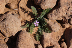 Erodium cicutarium