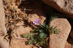 Erodium cicutarium