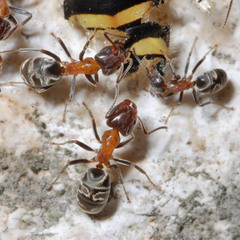 Liometopum microcephalum