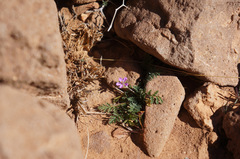 Erodium cicutarium