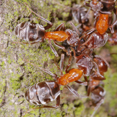 Liometopum microcephalum