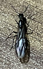 Colobopsis