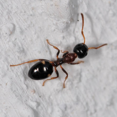 Dolichoderus quadripunctatus