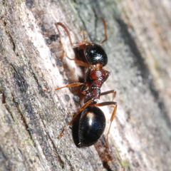 Dolichoderus quadripunctatus