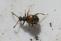 Rybaxis longicornis