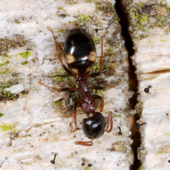 Dolichoderus quadripunctatus