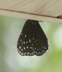 Euploea camaralzeman