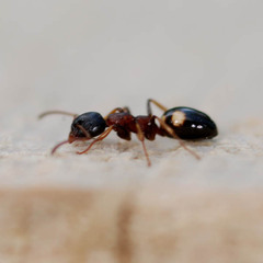 Dolichoderus quadripunctatus