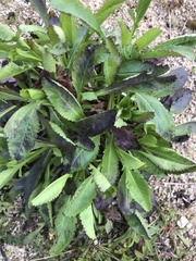 Centranthus calcitrapae