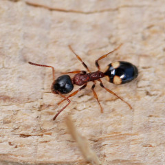 Dolichoderus quadripunctatus