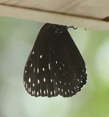 Euploea camaralzeman