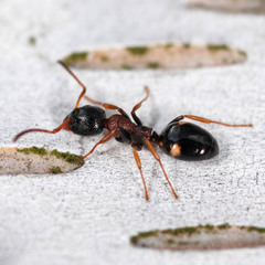 Dolichoderus quadripunctatus