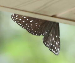 Euploea camaralzeman