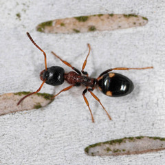 Dolichoderus quadripunctatus