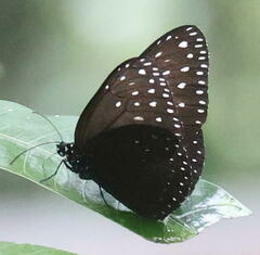 Euploea camaralzeman