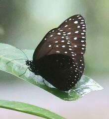 Euploea camaralzeman