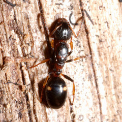 Dolichoderus quadripunctatus