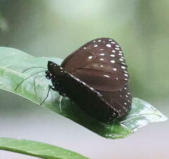 Euploea camaralzeman