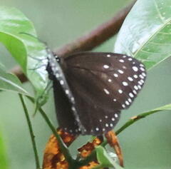 Euploea camaralzeman
