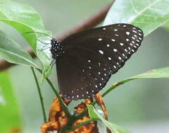 Euploea camaralzeman