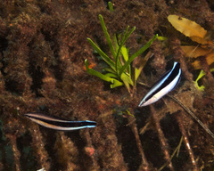 Aspidontus taeniatus