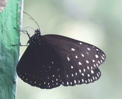 Euploea camaralzeman