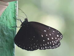 Euploea camaralzeman
