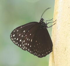 Euploea camaralzeman