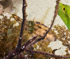 Meuschenia trachylepis