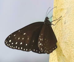 Euploea camaralzeman