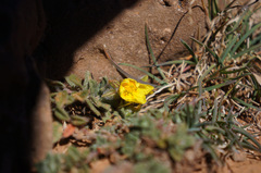 Helianthemum ruficomum