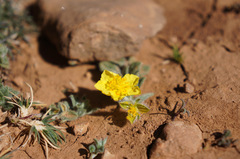 Helianthemum ruficomum