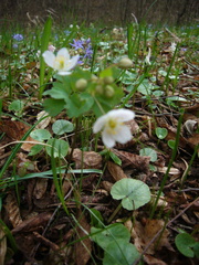 Isopyrum thalictroides