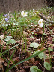 Isopyrum thalictroides