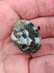 Ruditapes decussatus