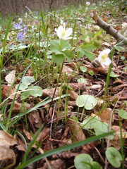 Isopyrum thalictroides