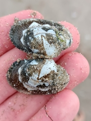 Ruditapes decussatus