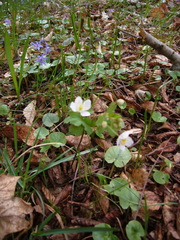 Isopyrum thalictroides