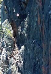 Anacampseros telephiastrum