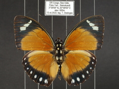Euphaedra hybrida