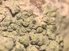 Brianaria bauschiana