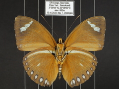 Euphaedra hybrida