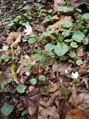 Isopyrum thalictroides