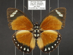 Euphaedra hybrida