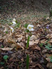 Isopyrum thalictroides