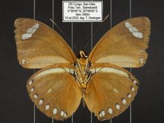 Euphaedra hybrida