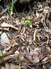 Isopyrum thalictroides