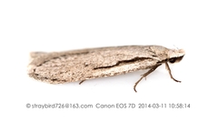 Semioscopis